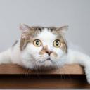 meow meow